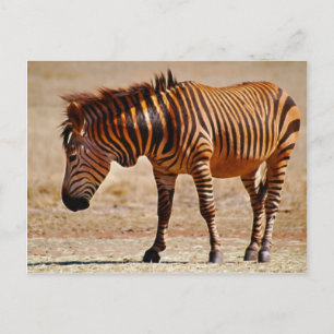 Sizzling zebra postcard