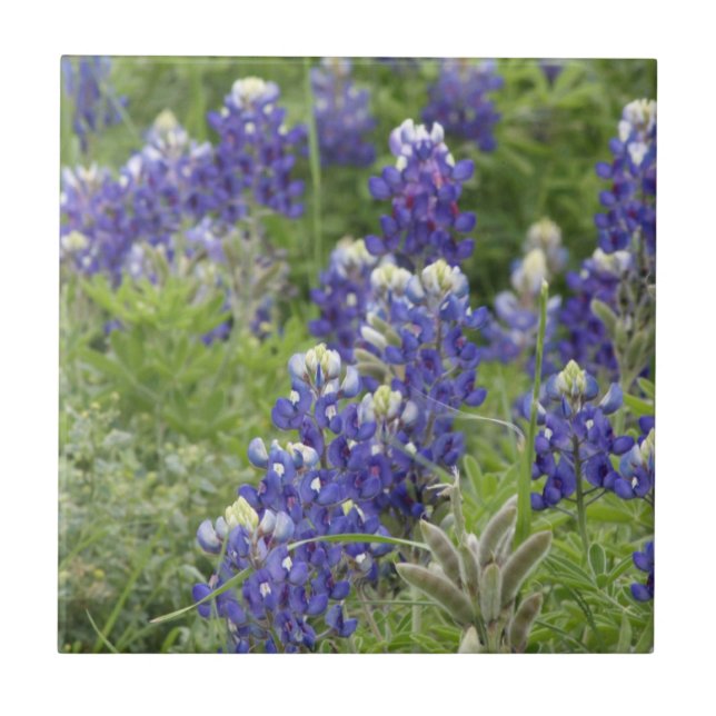 SJefferson Texas Bluebonnets Series #2 Tile (Front)