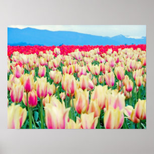 Skagit County Tulip Festival Poster