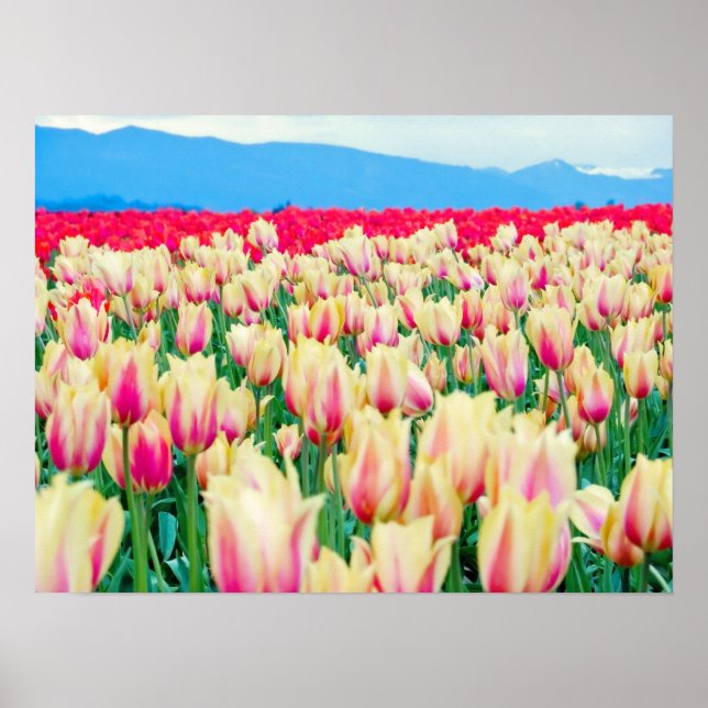 Skagit County Tulip Festival Poster (Front)