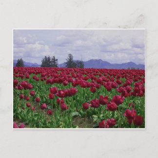 Skagit Valley Beauty Postcard