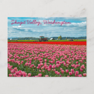 Skagit Valley Tulip Spring Postcard