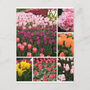 Skagit Valley, WA tulips postcard collage
