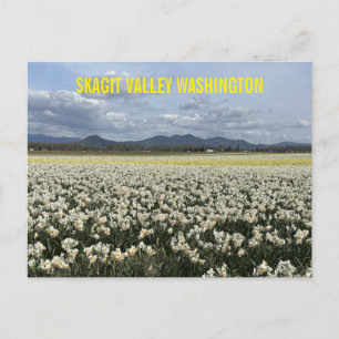 Skagit Valley Washington State Daffodil Field Postcard