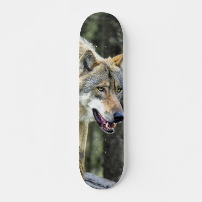 Skateboard Gray wolf predator watching (Front)