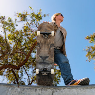 Skateboard Lion Alert to Hunt