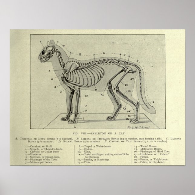 Skeletal Cat Anatomy Print (Front)