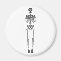 Skeleton 3d Model: