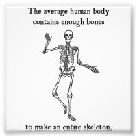 Skeleton Bones in the Average Human Body
