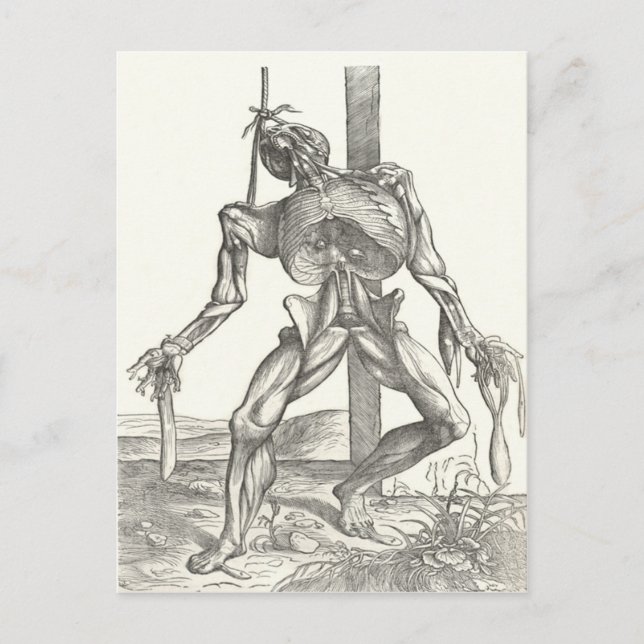 Skeleton Cadaver Corpse Anatomy Medical Postcard (Front)