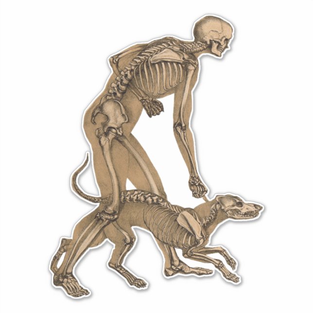 skeleton man and dog human animal anatomy art (Front)