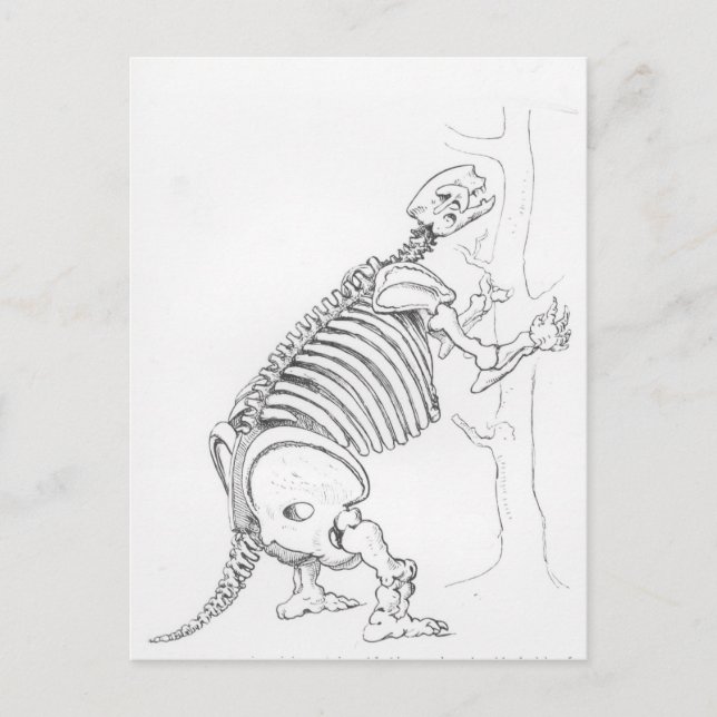 Skeleton of a Mylodon Postcard (Front)