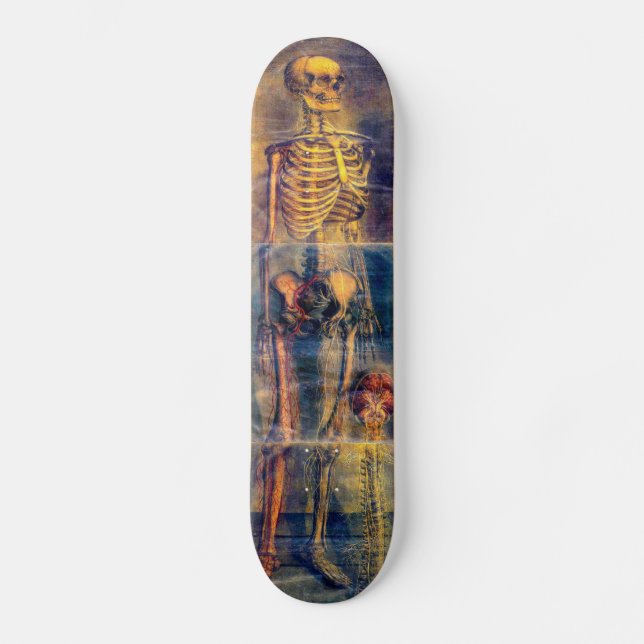 Skeleton Skateboard (Front)