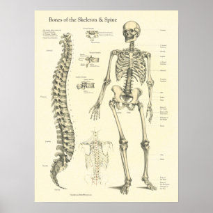 Skeleton Spine Bones Anatomy Chart