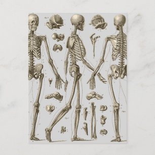 Skeletons from the Brockhaus & Efron Encyclopaedia Postcard