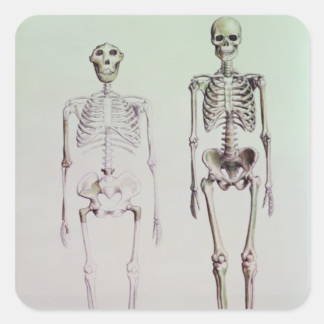 Skeletons of Australopithecus Boisei Square Sticker (Front)