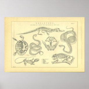 Skeletons of Reptiles Snake Turtle Frog Poster