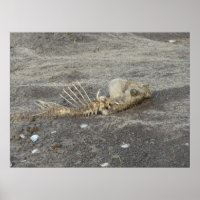 Skelton of a Fish on a Mississippi River Beach