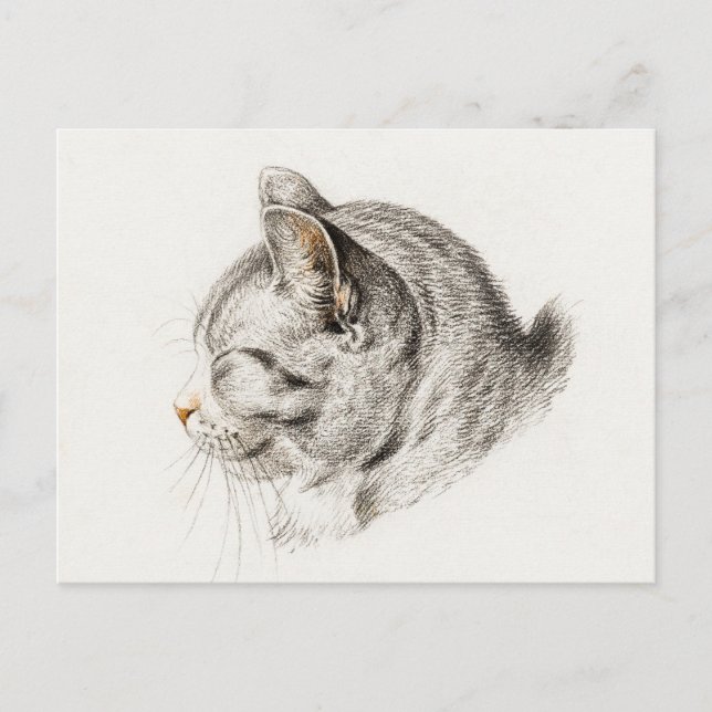 Sketch of a cat with a pinkish nose postcard (Front)