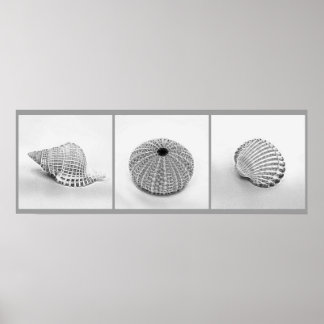 Sketched Shells Poster