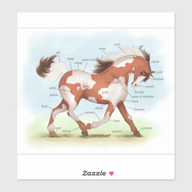 Skewbald Paint Pinto Pony Horse Anatomy Chart (Sheet)