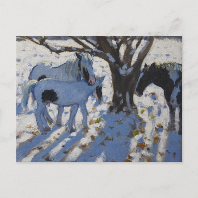 Skewbald Ponies in Winter 2012 Postcard (Front)