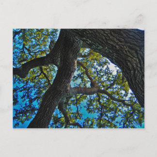 Skies The Limit Tree Postcard