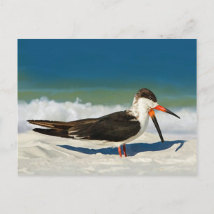 Skimmer Bird at the Beach Postcard