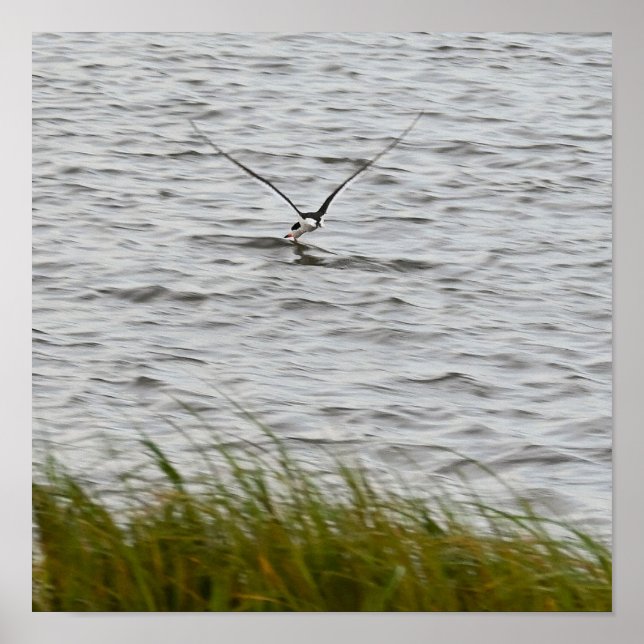 Skimmer Bird Photo Poster  (Front)