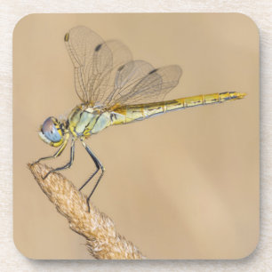 Skimmer Dragonfly Insect Female (CC BY 4.0) Bevera Coaster
