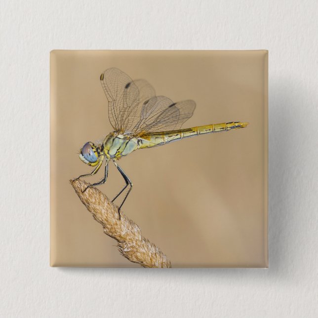 Skimmer Dragonfly Insect Female (CC BY 4.0) Button (Front)
