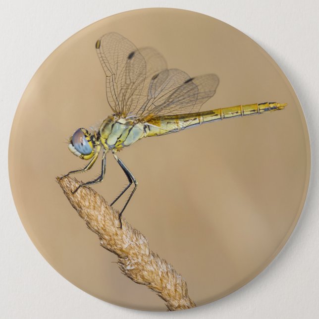 Skimmer Dragonfly Insect Female (CC BY 4.0) Button (Front)