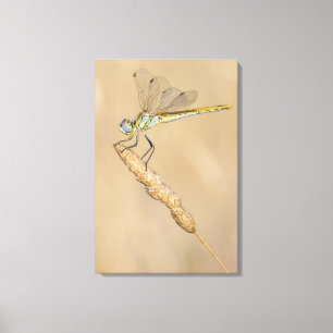 Skimmer Dragonfly Insect Female (CC BY 4.0) Canvas Print