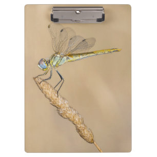 Skimmer Dragonfly Insect Female (CC BY 4.0) Clipbo Clipboard