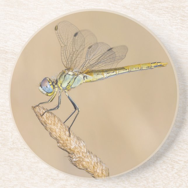 Skimmer Dragonfly Insect Female (CC BY 4.0) Coaste Coaster (Front)