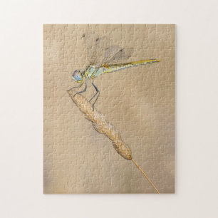 Skimmer Dragonfly Insect Female (CC BY 4.0) Jigsaw Puzzle