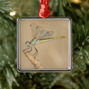 Skimmer Dragonfly Insect Female (CC BY 4.0) Metal Tree Decoration