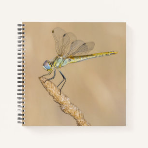 Skimmer Dragonfly Insect Female (CC BY 4.0) Notebook