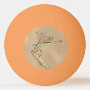 Skimmer Dragonfly Insect Female (CC BY 4.0) Ping P Pong Ball