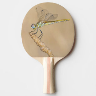 Skimmer Dragonfly Insect Female (CC BY 4.0) Ping P Pong Paddle