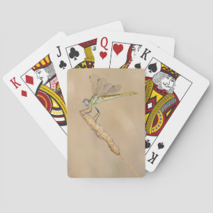 Skimmer Dragonfly Insect Female (CC BY 4.0) Playing Cards