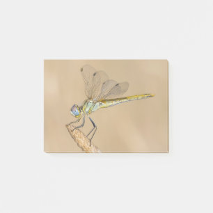 Skimmer Dragonfly Insect Female (CC BY 4.0) Post-i Post-it Notes