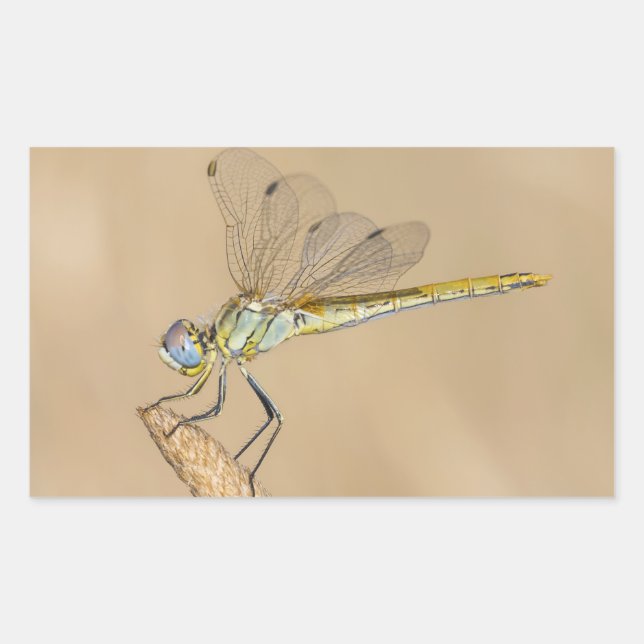 Skimmer Dragonfly Insect Female (CC BY 4.0) Rectangular Sticker (Front)