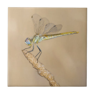 Skimmer Dragonfly Insect Female (CC BY 4.0) Tile