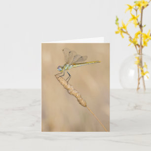 Skimmer Dragonfly Insect Female (CC BY 4.0) Wooden Card