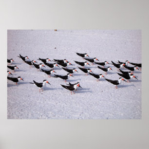 Skimmer Flock Poster