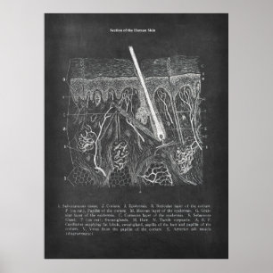Skin Anatomy Sectional View Dermatologist Decor