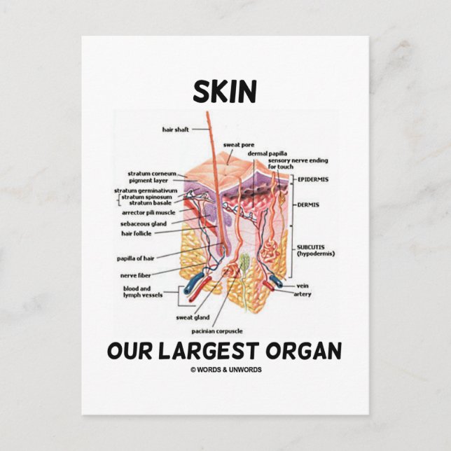 Skin Our Largest Organ (Dermal Layers) Postcard (Front)
