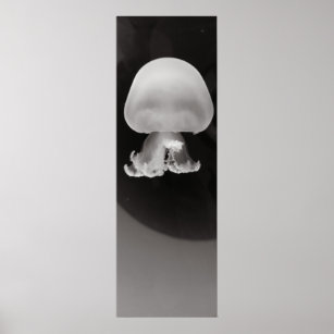 Skinny Poster - Cannonball Jellyfish Blk & Wht
