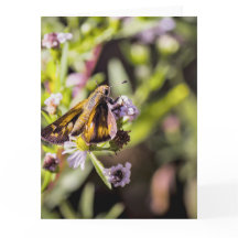 Skipper Butterfly